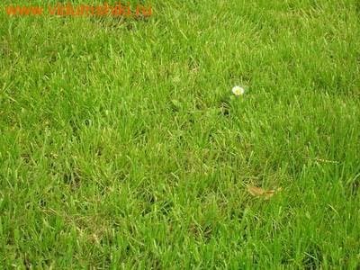Свежескошенная трава - отдушка косметическая, 10 гр. - фото 249433790