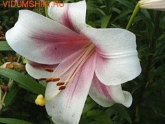 Белая лилия - отдушка косметическая, 10 гр.