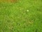 Свежескошенная трава - отдушка косметическая, 10 гр. - фото 249433790